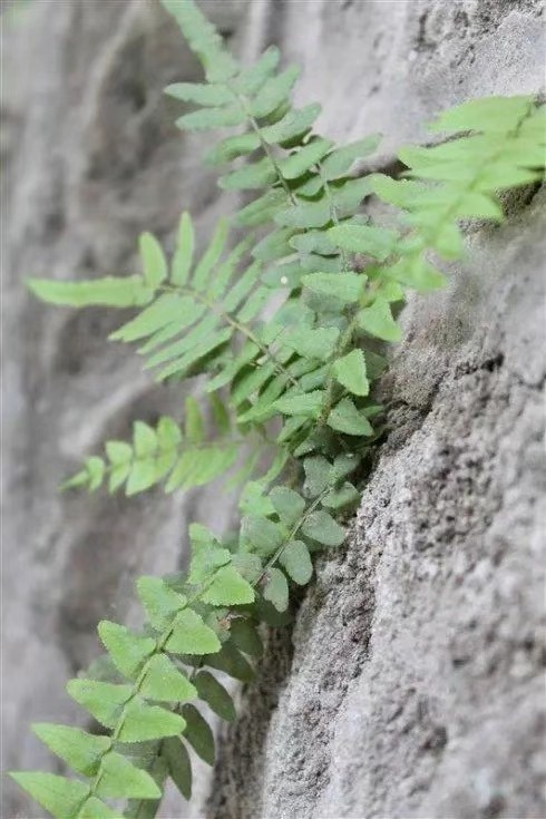 【诗歌小辑】作者 芦国柱（江苏）【冰心文化传媒】（图6）