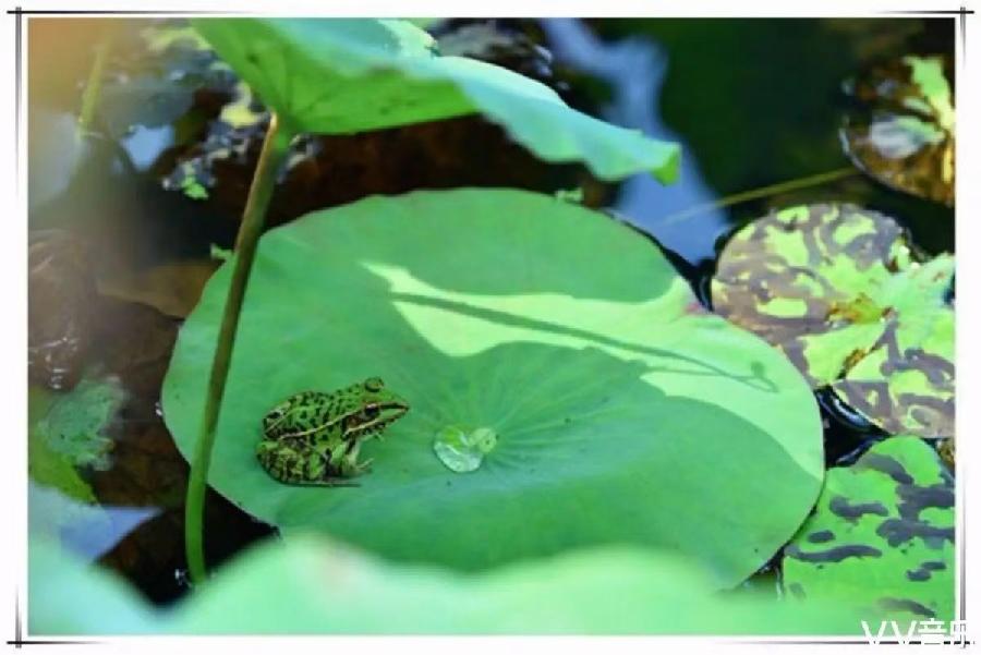 【诗歌小辑】作者 芦国柱（江苏）【冰心文化传媒】（图8）