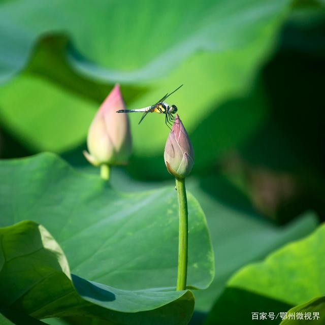 【诗歌专辑四】文/程宝玉（内蒙古）【冰心文化传媒】主编冰心（图12）