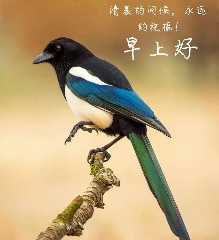 【九江文学社：北京头条】优秀诗人王楼先生诗词精选（图2）