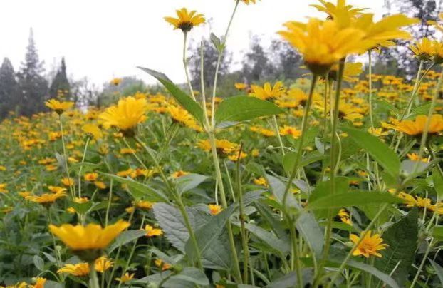 刘林丽诗歌作品176期《饮尽芬芳馥郁的花香》主播 &编辑制作刘林丽（图6）