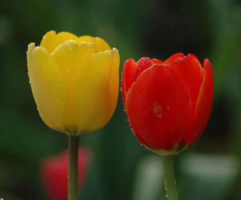 刘林丽诗歌作品176期《饮尽芬芳馥郁的花香》主播 &编辑制作刘林丽（图8）