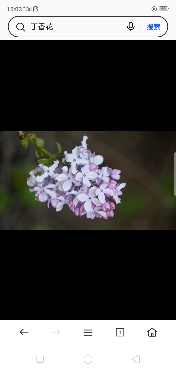 林茂花香（图2）