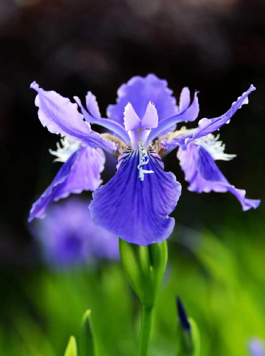 刘林丽诗歌作品《饮尽芬芳馥郁的花香》主播谷世茹(小白兔)编辑制作刘林丽(图4)