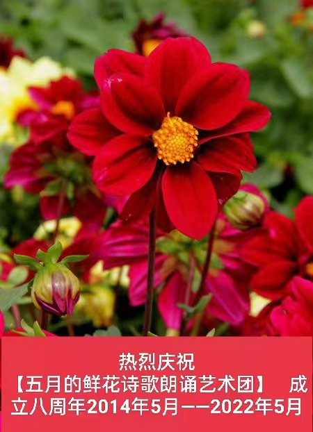 刘林丽诗歌作品《饮尽芬芳馥郁的花香》主播李华敏 编辑制作刘林丽