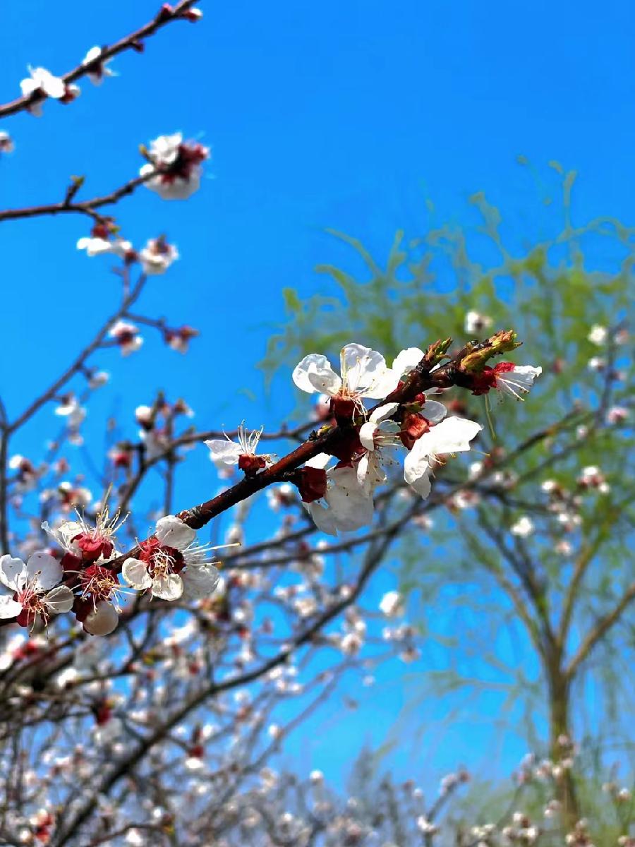 刘林丽诗歌作品《饮尽芬芳馥郁的花香》主播张永玲 编辑制作刘林丽（图2）