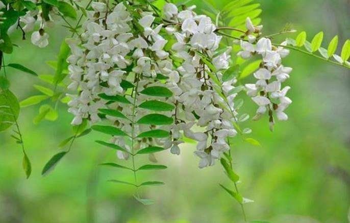 刘林丽诗歌作品《饮尽芬芳馥郁的花香》主播张永玲 编辑制作刘林丽（图5）