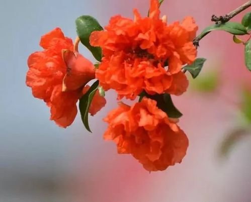 刘林丽诗歌作品《饮尽芬芳馥郁的花香》主播张永玲 编辑制作刘林丽（图3）
