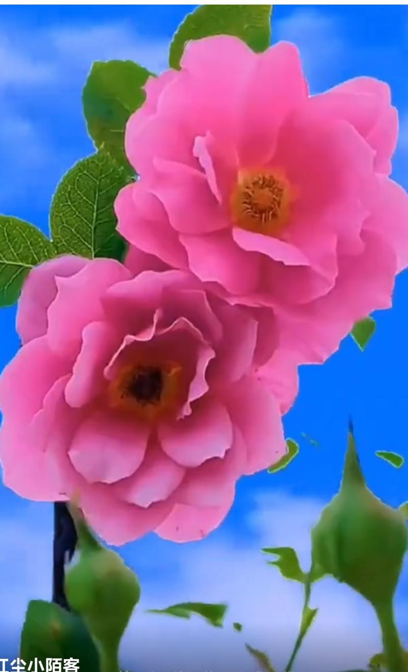 陈永江老师佳作《庆祝六一儿童节》请欣赏（图10）