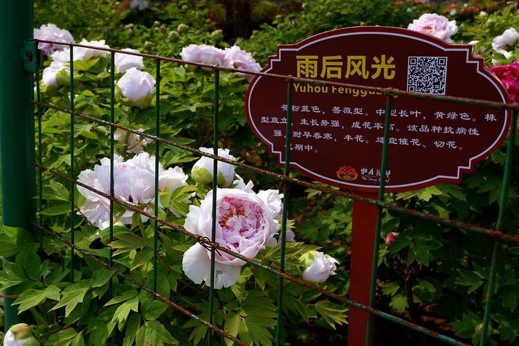 【经典推荐】笨笨鼠//雨 后｛外三首｝（图4）