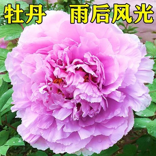 【经典推荐】笨笨鼠//雨 后｛外三首｝（图3）