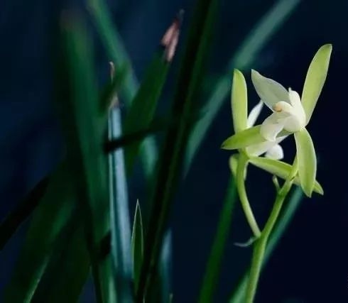 【星月诗社】||梁雨情：散文《送祝米》—北京头条（图6）