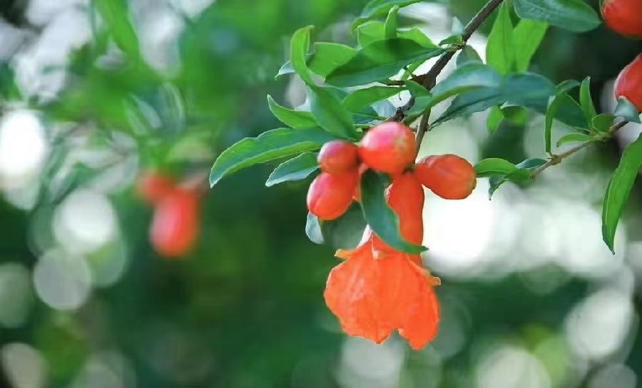 【雅诗总会】味之初夏——杨舒凌(图3)