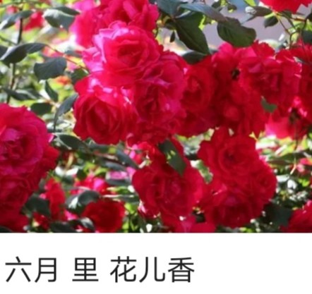 【经典推荐】杜爱莲//六月的花儿香（图4）