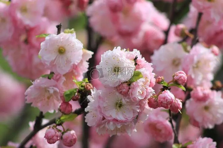 于向阳老师诗歌《老屋的情怀》主播：牧歌 编辑：小鱼儿 【北疆头条】（第223期）（图12）