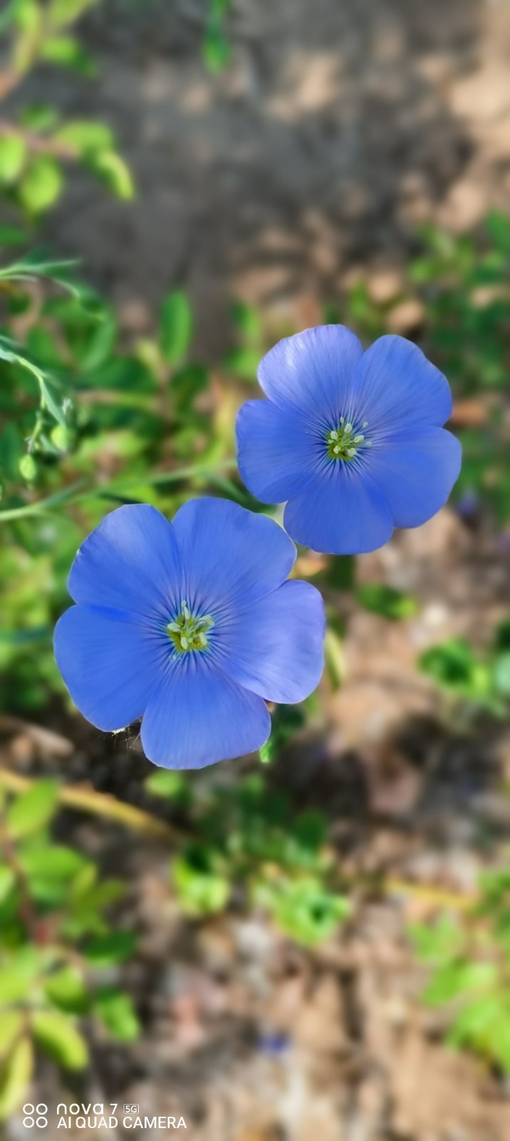 【有声诗刊专辑】七夕情人节,你们不能相见‖ 作者:周峰 | 主播:依伶【第29期】审核:宏红(图4)