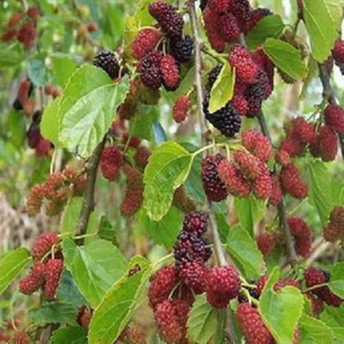 〔诗歌小辑〕端午节（外五首） 文/红叶（甘肃庆阳）【冰心文化传媒】（图4）