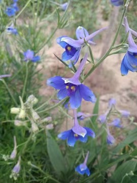 〔诗歌小辑〕端午节（外五首） 文/红叶（甘肃庆阳）【冰心文化传媒】（图8）