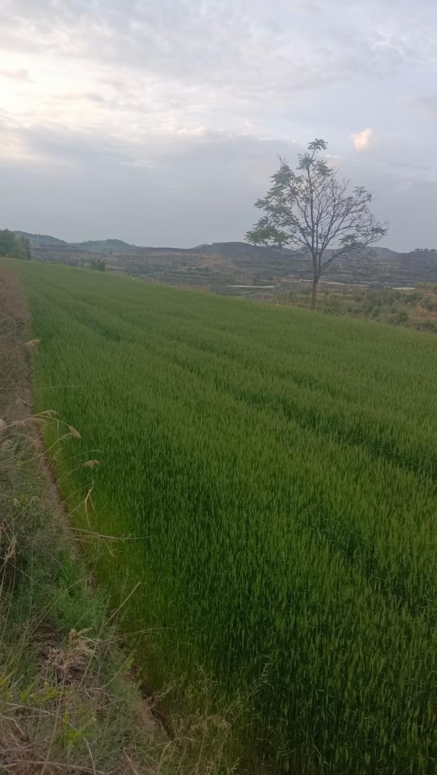 〔诗歌小辑〕端午节（外五首） 文/红叶（甘肃庆阳）【冰心文化传媒】（图6）