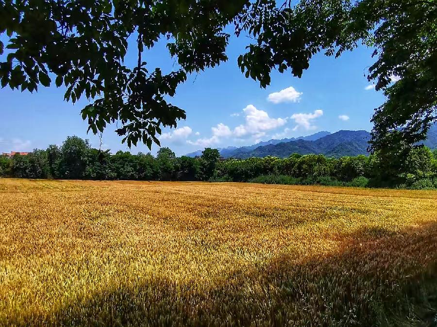 【新诗大观】夏，越走越深||文/宋茂林