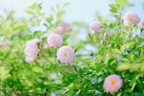 〔诗词小辑〕作者 王新华（河北）【冰心文化传媒】（图5）