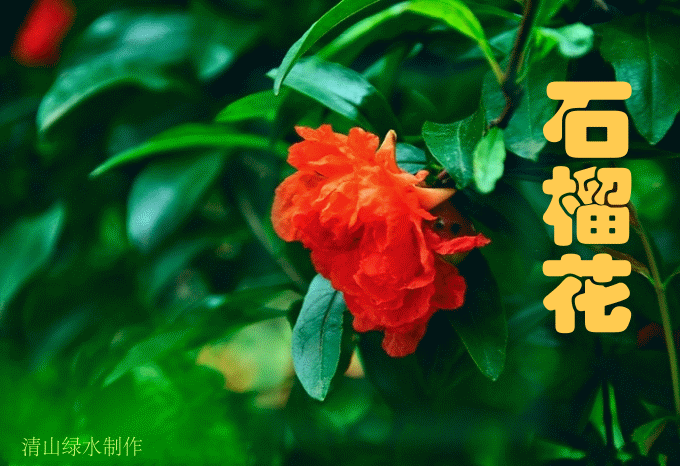【潇湘文学社】潇湘陶菊诗社《石榴》(总352期)(图8)