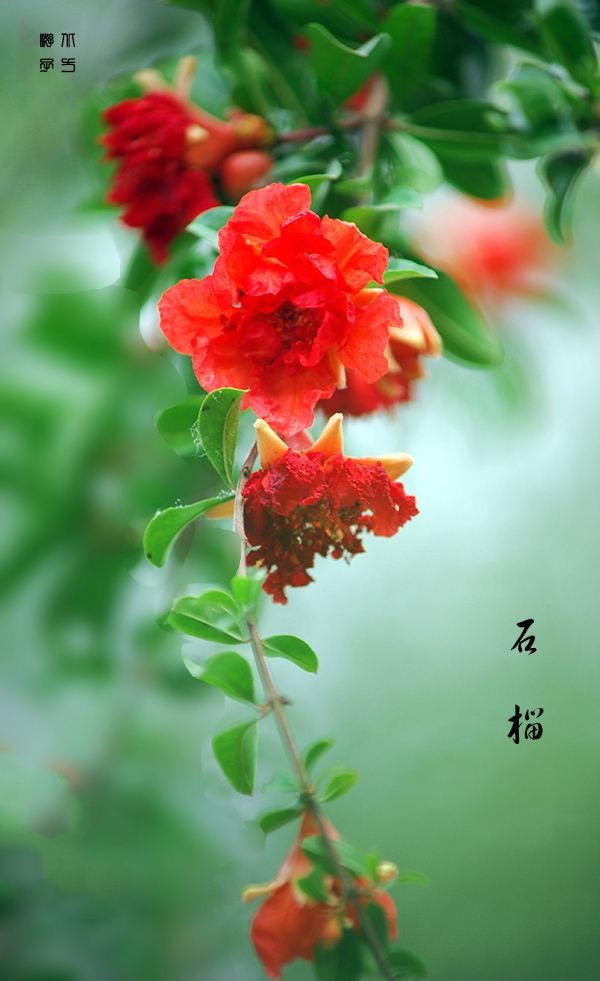 【潇湘文学社】潇湘陶菊诗社《石榴》(总352期)(图24)