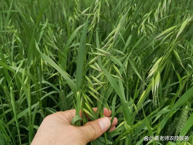 *阵痛*文/田源（安徽）【冰心文化传媒】（图5）