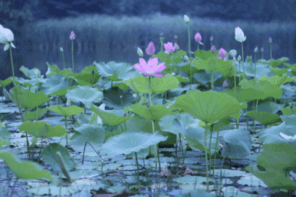 【潇湘文学社】潇湘听松诗社《嵌“云”字韵入律绝、填词“雨中花令”》(总354期)(图19)