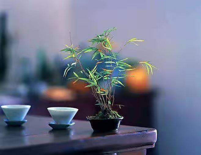 【新诗大观】静的力量||文/李思圆||诵/文嘉