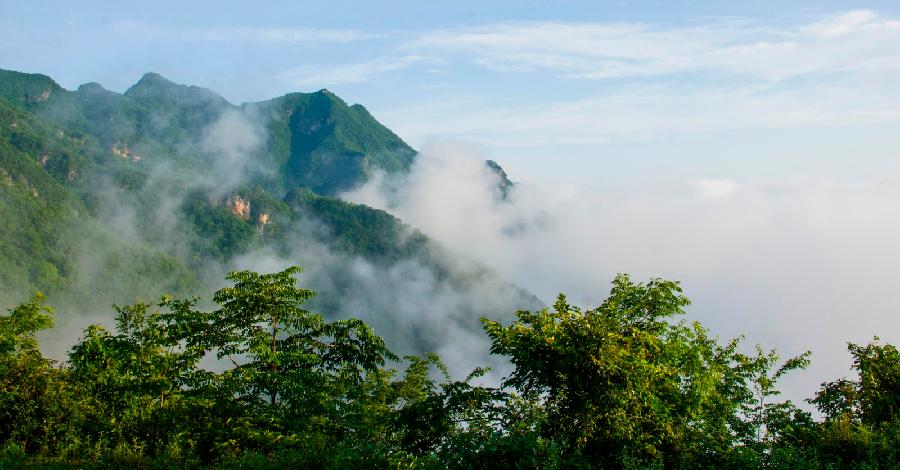 *那山·那树*文杨福齐（河北）冰心文化传媒（图3）