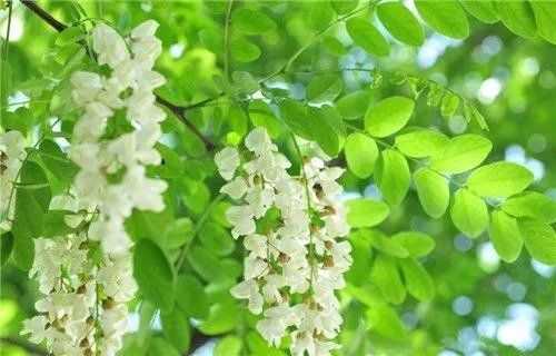 刘林丽诗歌作品《饮尽芬芳馥郁的花香》主播王美琴 编辑制作刘林丽(图5)