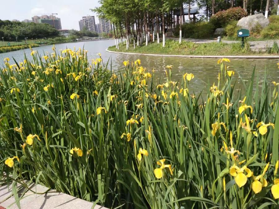 【纪实散文】端午节前一次特殊的相聚：作者／王福兰（陕西西安）（图3）