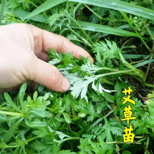 [桃源国际诗歌馨声]艾香里的那缕忧伤|作者:袁红斌|主播:燕子[总1110期]（图7）