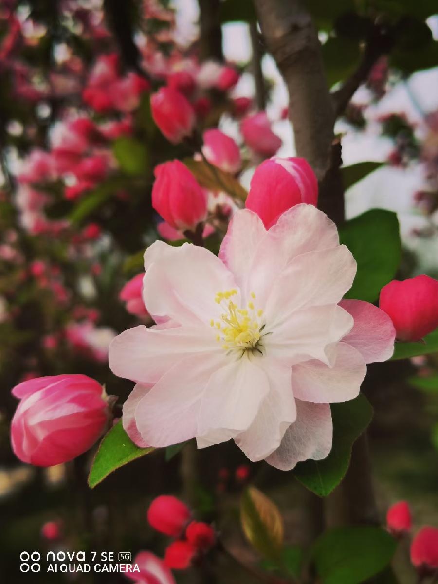 刘林丽诗歌作品《饮尽芬芳馥郁的花香》主播祥云 编辑制作刘林丽（图2）