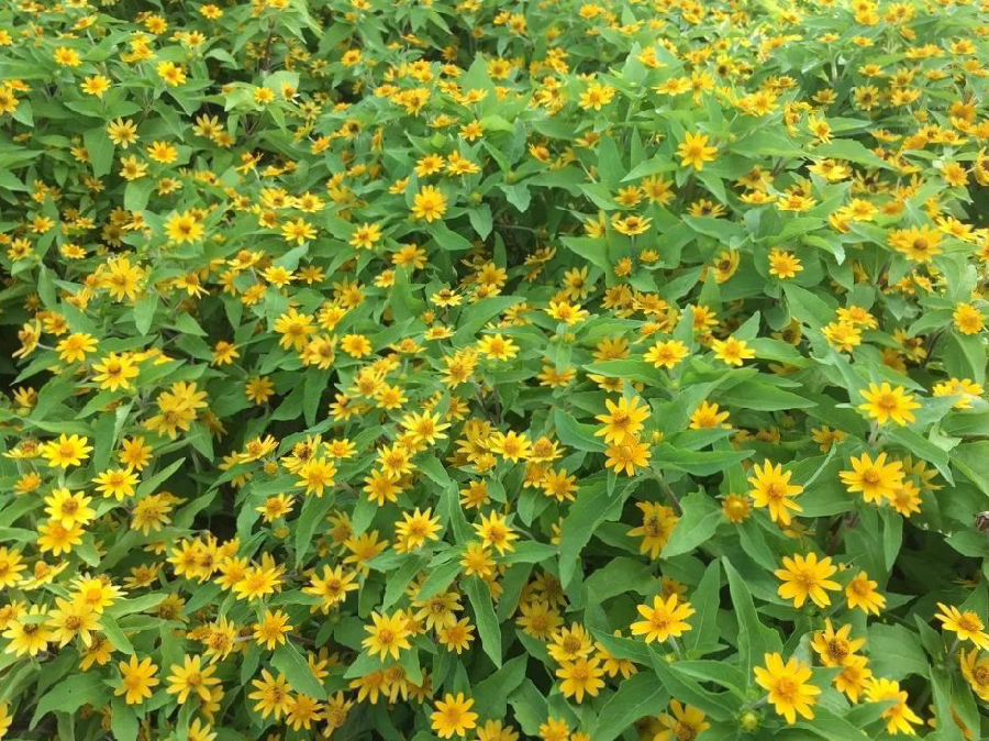 刘林丽诗歌作品《饮尽芬芳馥郁的花香》主播祥云 编辑制作刘林丽(图6)