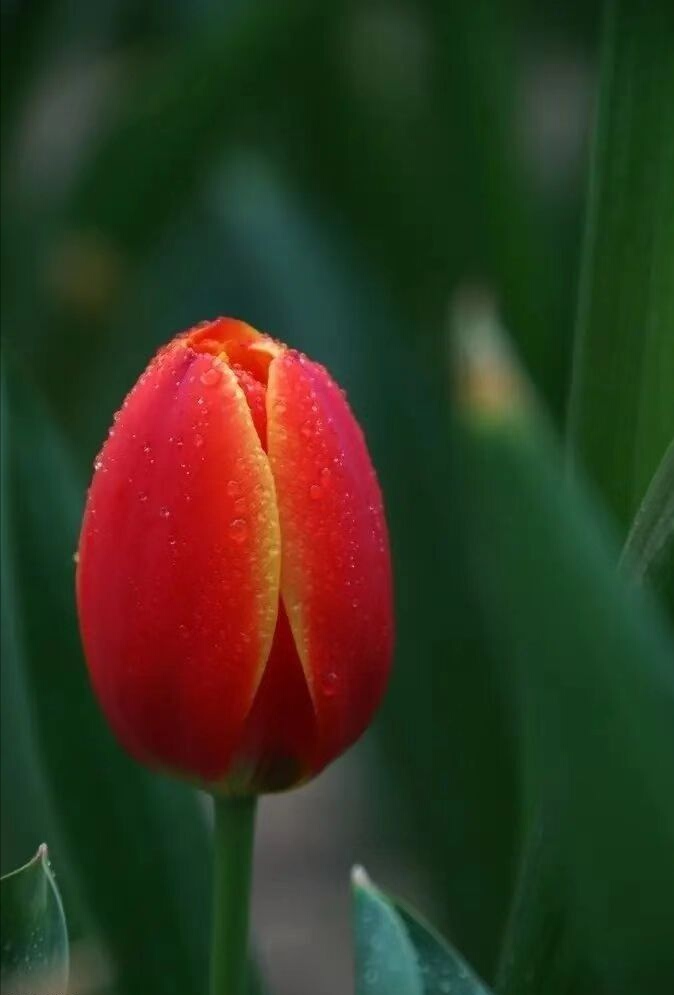 刘林丽诗歌作品《饮尽芬芳馥郁的花香》主播祥云 编辑制作刘林丽(图7)