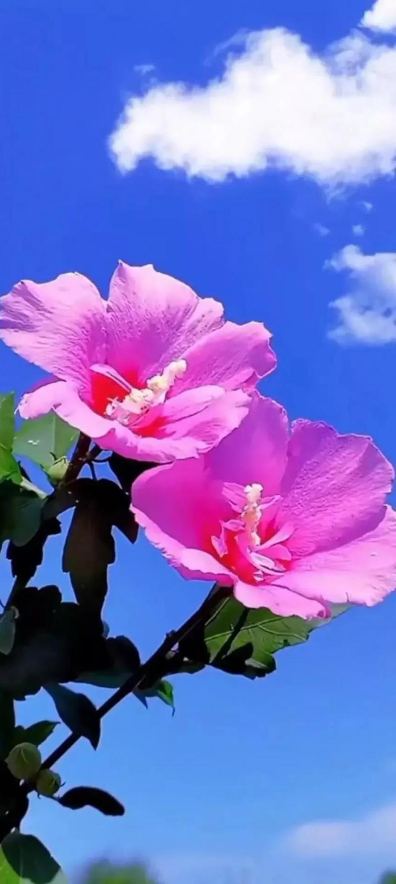 【佳作推介】彭芳科绝句八首请欣赏(图8)