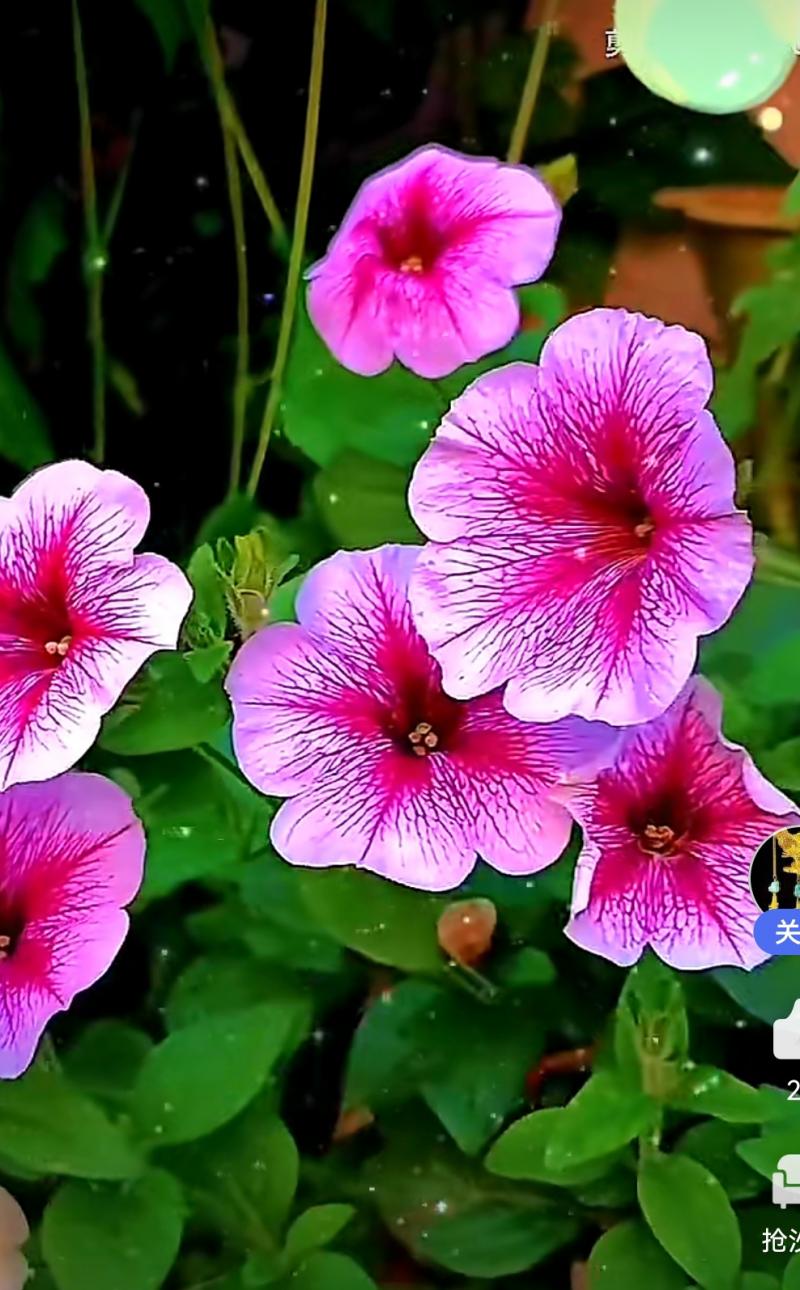 【佳作推介】彭芳科绝句八首请欣赏(图10)