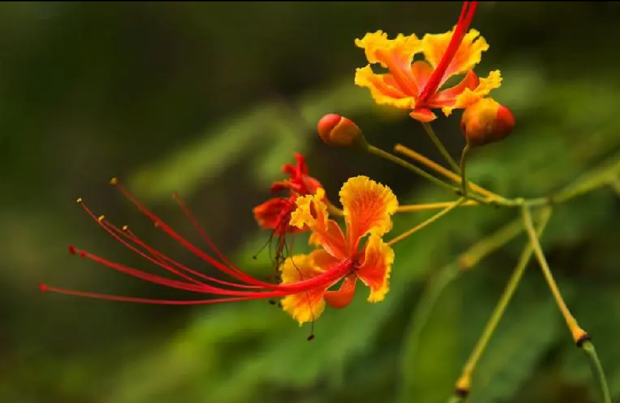 七律‖端午节来临(外二首) 广东陈皮(陈成志)京津沪头条(图3)