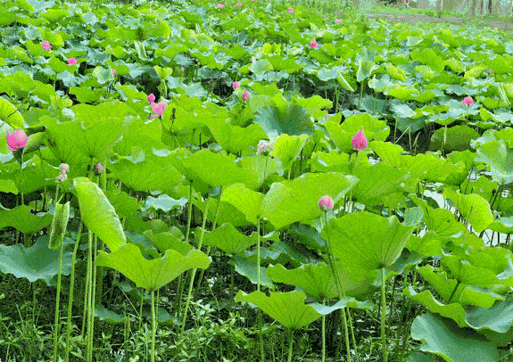 【神都诗社】第16期(夏日)(图17)