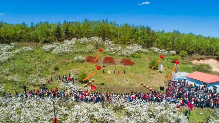 馨睿老师诗歌《梨花盛开》主播:馨睿 编辑:小鱼儿 【北疆头条】(第226期)(图4)