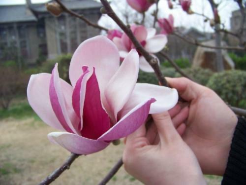 散文诗《最美的遇见》作者: 朝雪晚歌(高红) 海外華英刊（图6）