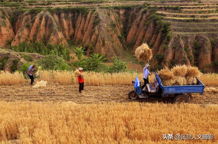 七绝 麦收歌 文/梁尚儒（图2）