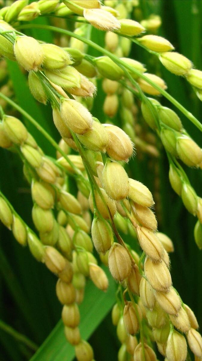 七律:二首(夏趣拾零)稻花香文/李文清(北京)【冰心文化传媒】(图3)