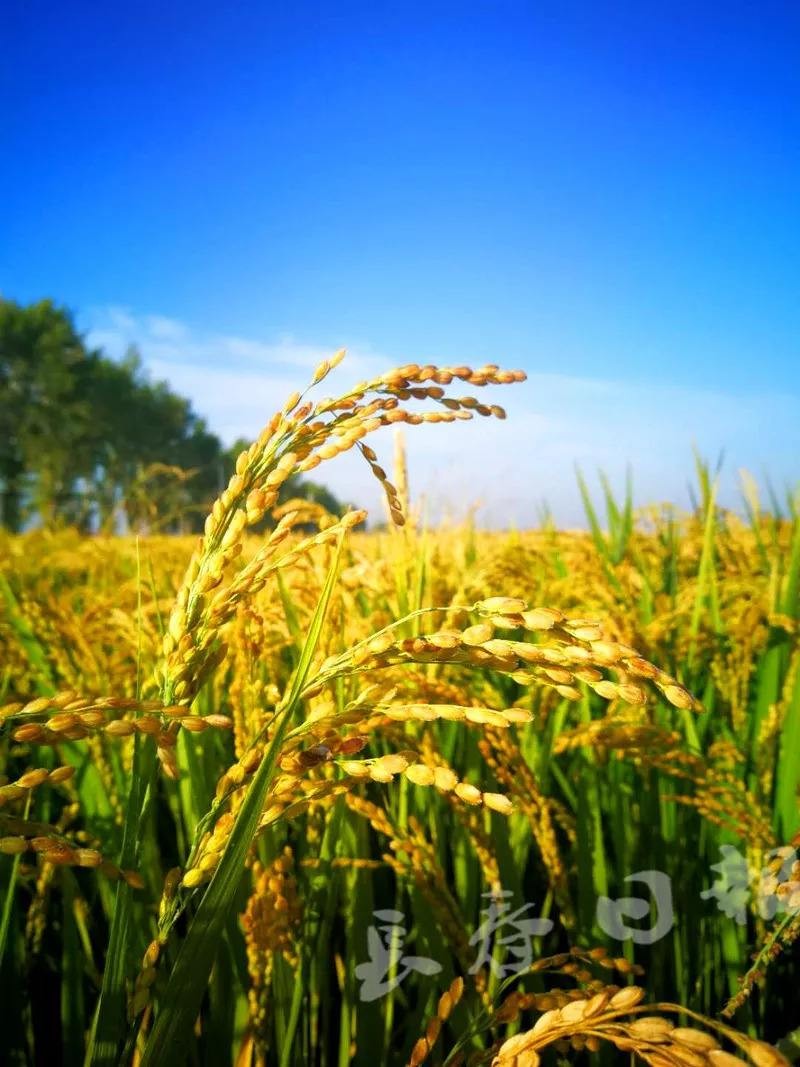 七律:二首(夏趣拾零)稻花香文/李文清(北京)【冰心文化传媒】(图4)
