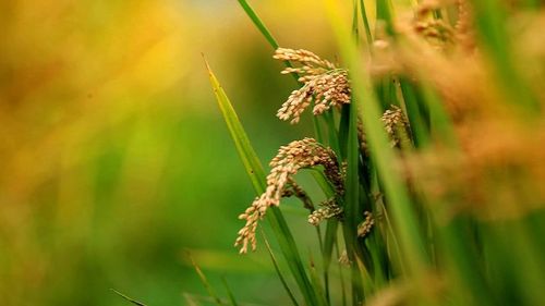 七律：二首（夏趣拾零）稻花香 文／李文清（图2）