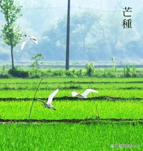 【北美翰苑分享社格律诗词精品鉴赏】第三十五期（周刊）（图31）