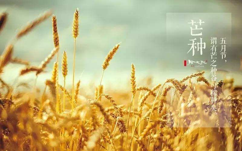 （格律小辑）*芒种* 作者 周海峰(黑龙江)【冰心文化传媒】（图3）