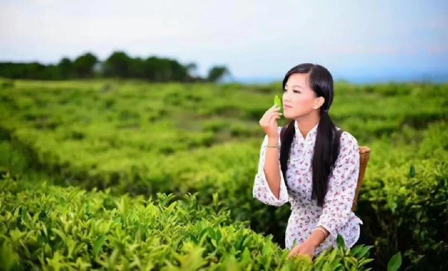不是容颜易老,而是喝茶太少(图5)
